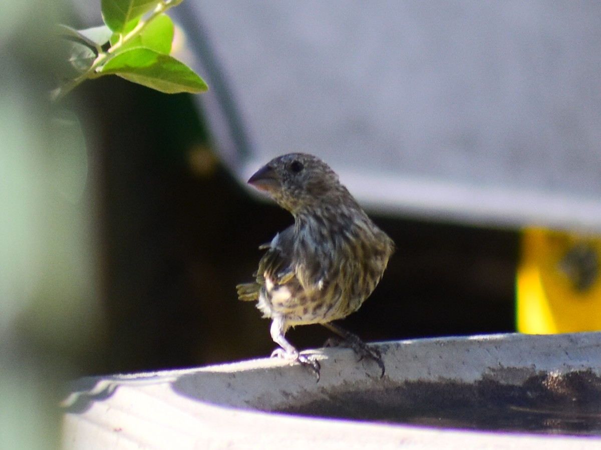 House Finch (Common) - ML646817028
