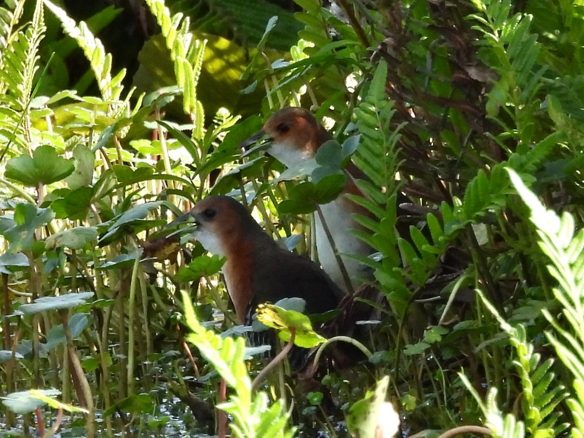 Rufous-sided Crake - ML646817029