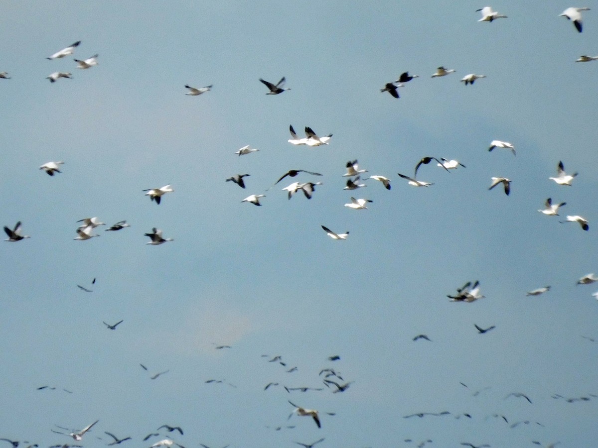 Гуска біла - ML646817033