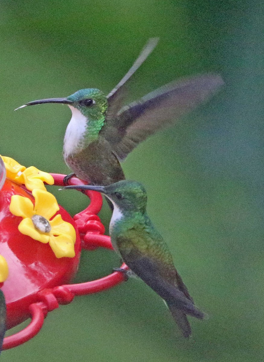 White-chested Emerald - ML646817034