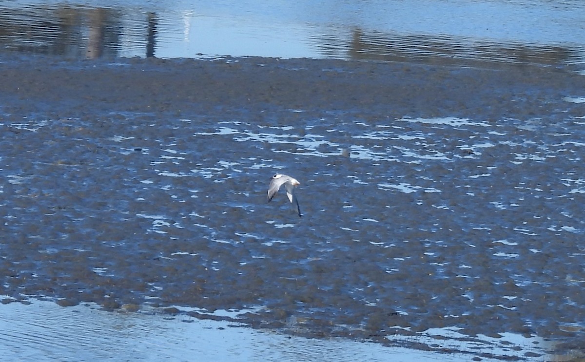 Forster's Tern - ML646817035