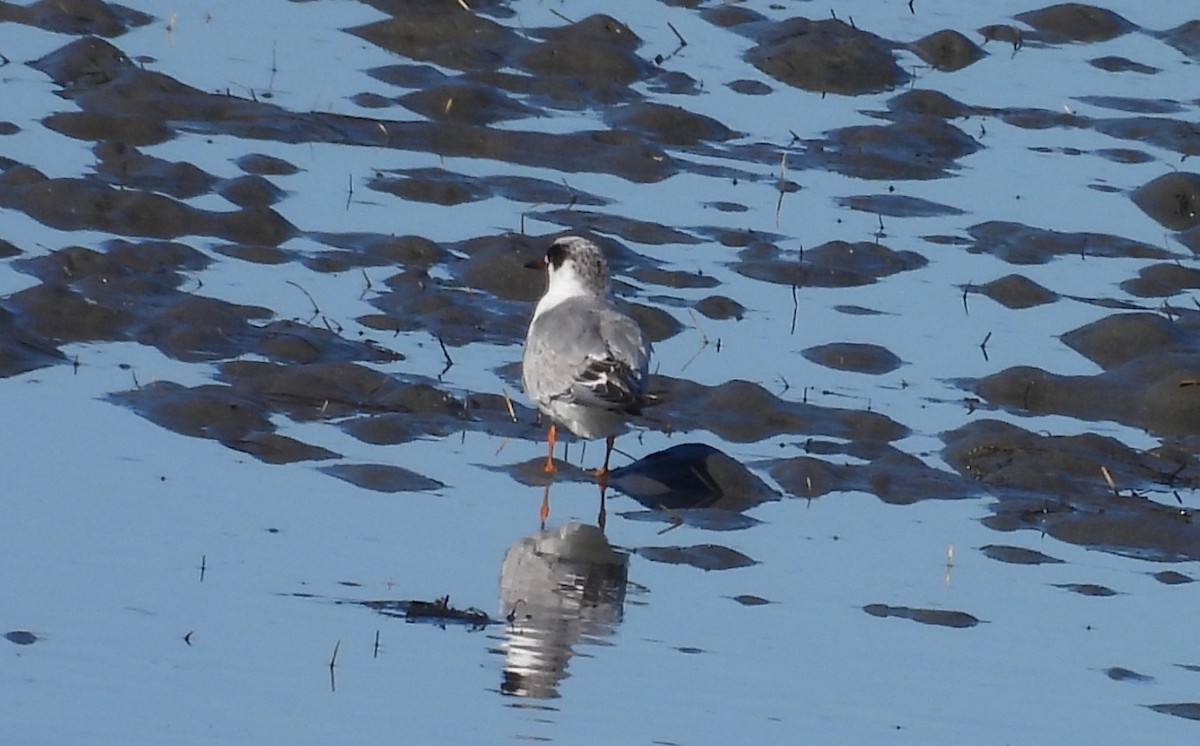 Forster's Tern - ML646817036