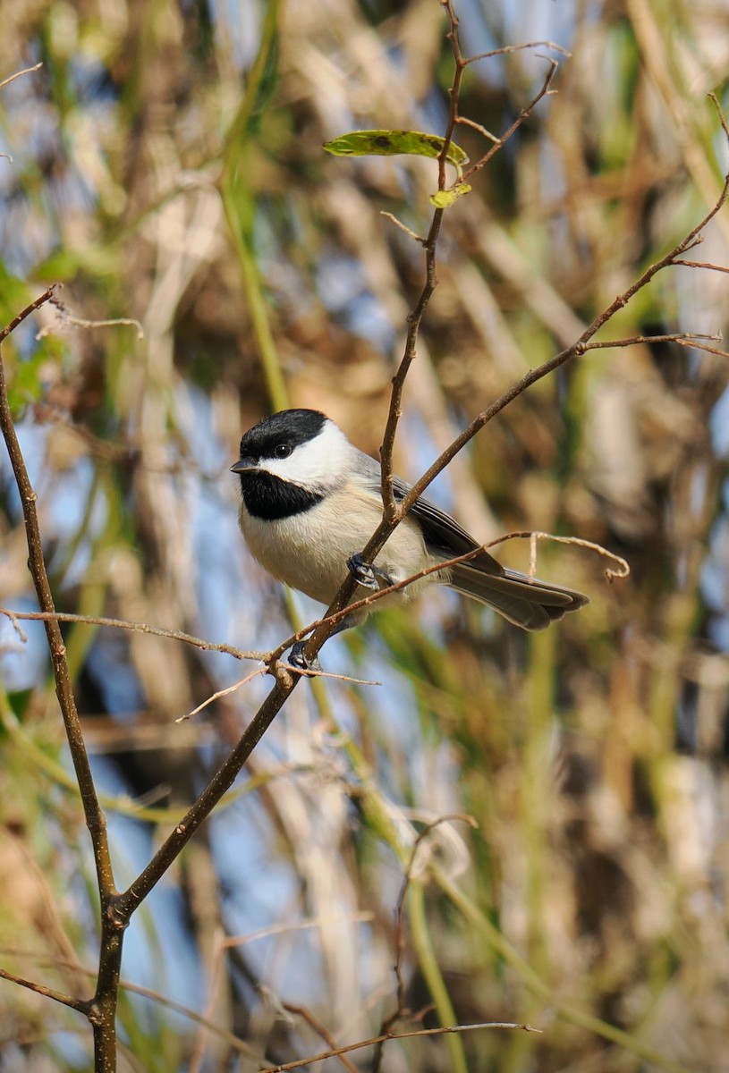 Каролинская гаичка - ML646817037