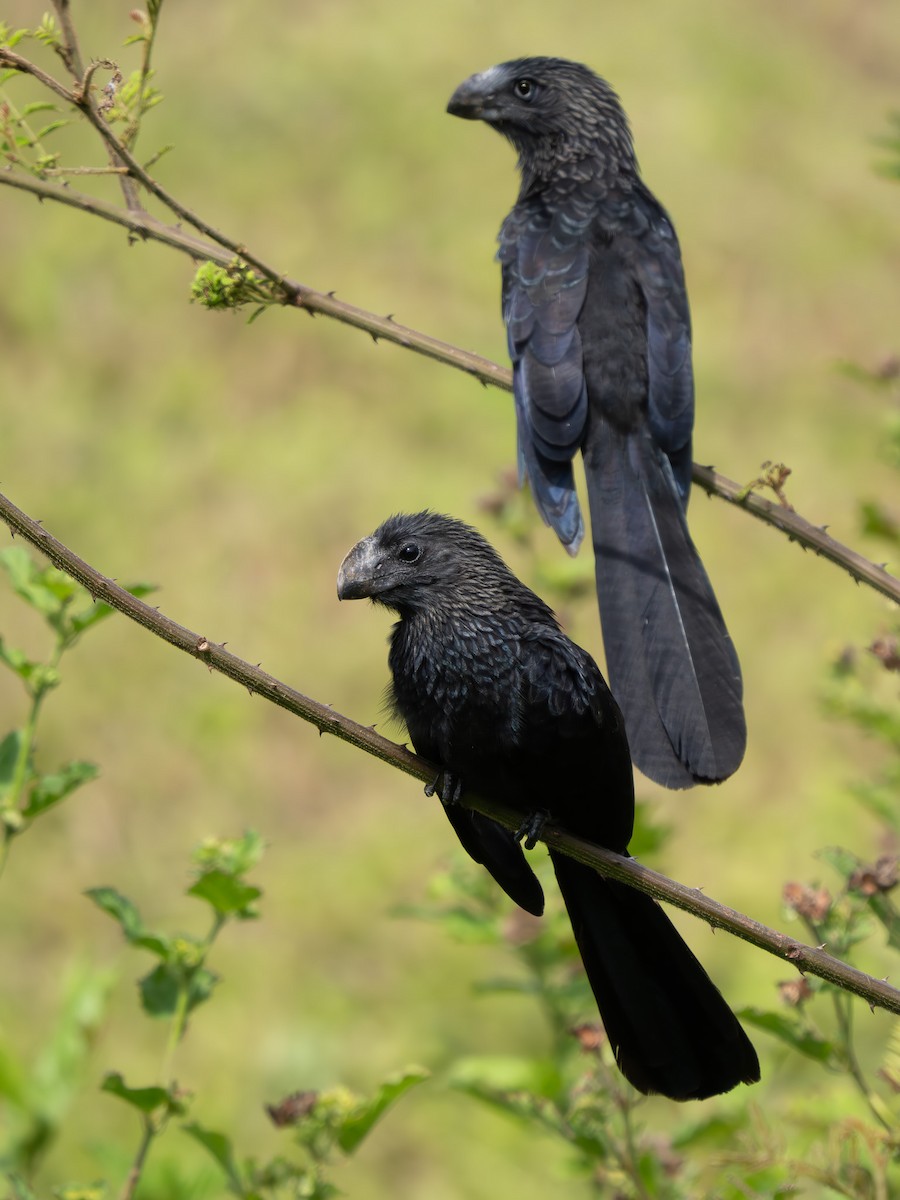 Düz Gagalı Ani - ML646817039