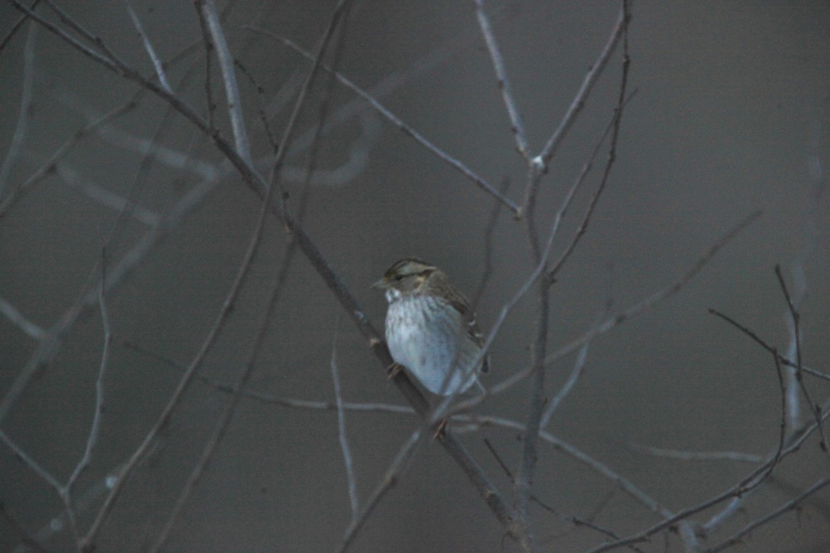 Белогорлая зонотрихия - ML646817041