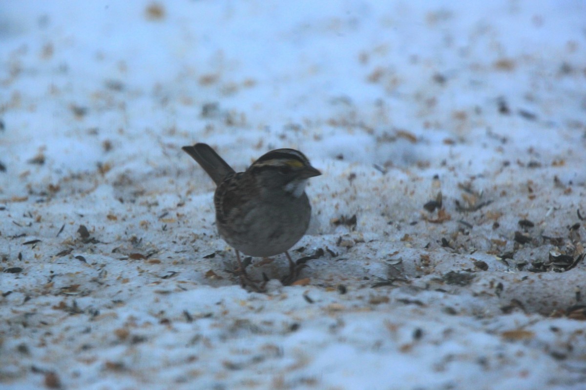 Белогорлая зонотрихия - ML646817042