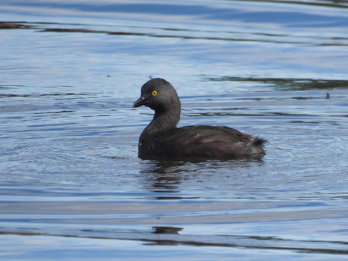 Least Grebe - ML646817043