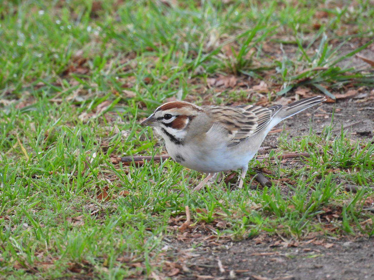 Потюк - ML646817044