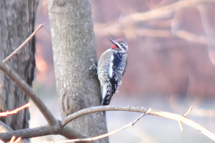 Gelbbauch-Saftlecker - ML646817045