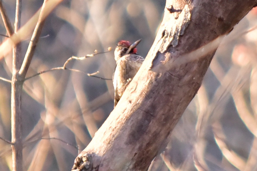 Gelbbauch-Saftlecker - ML646817046