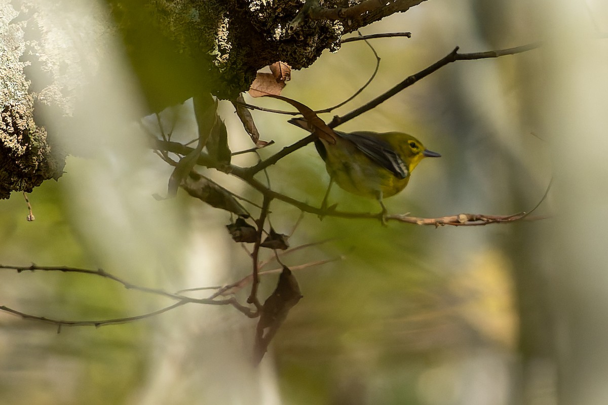 Pine Warbler - ML646817048