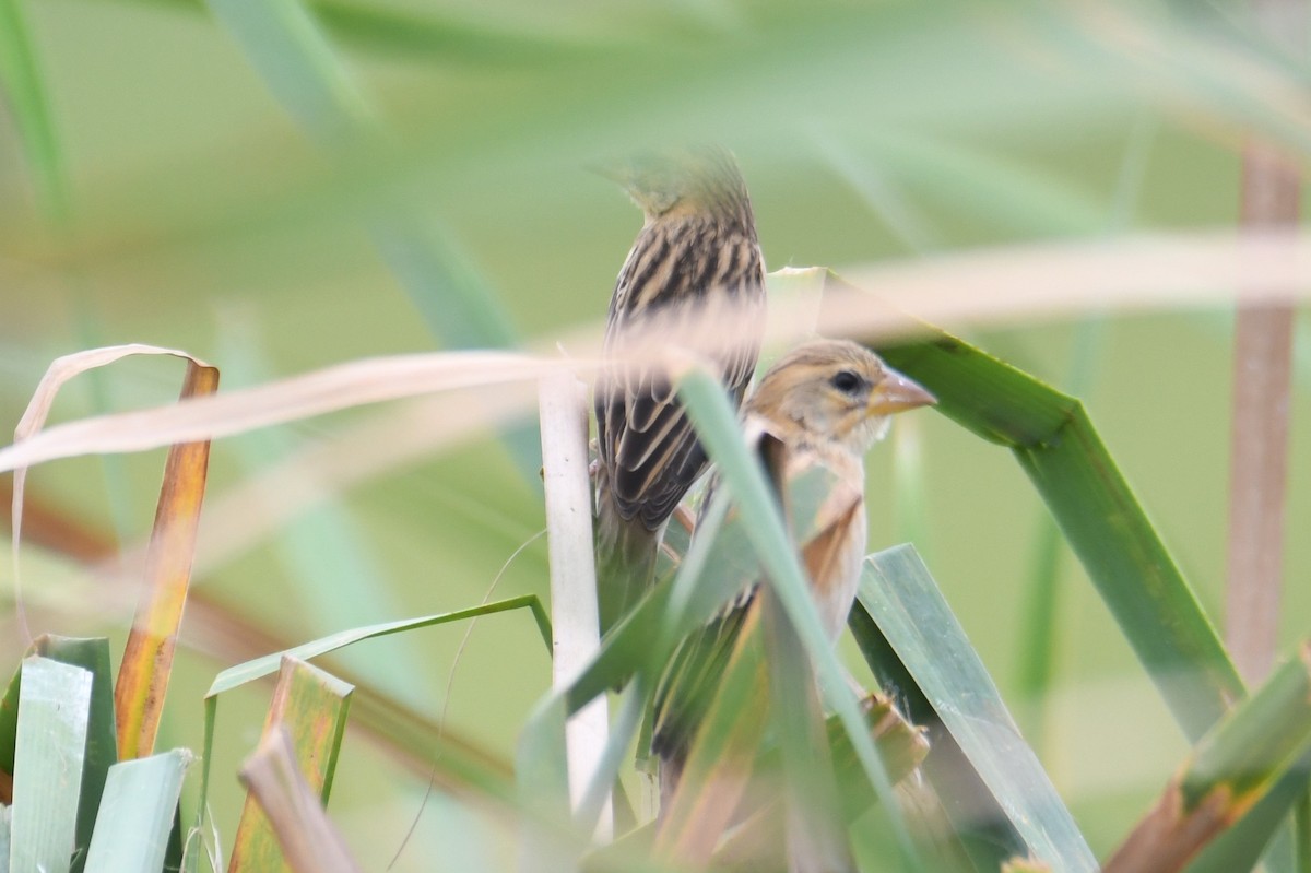 Bayaweber - ML646817049