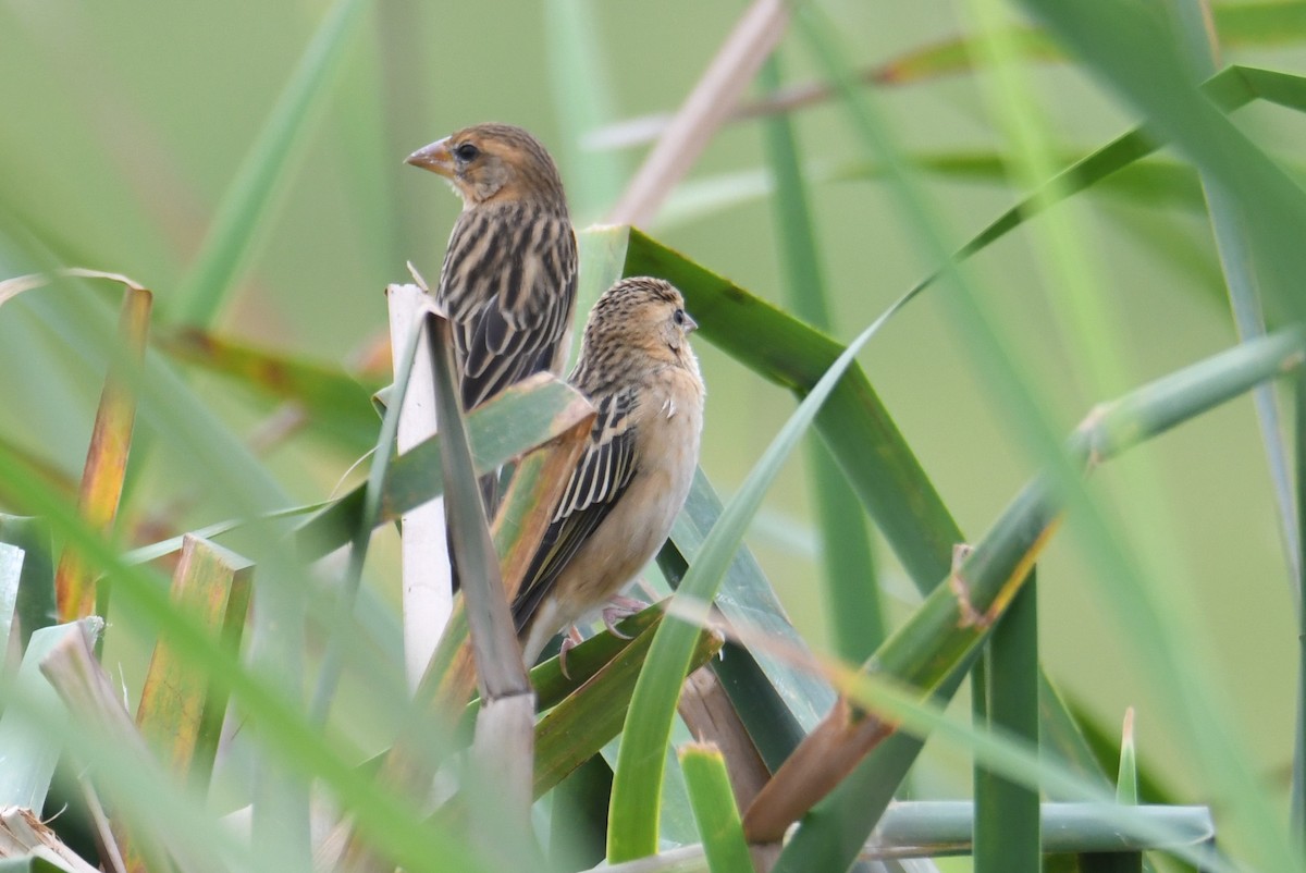 Bayaweber - ML646817050