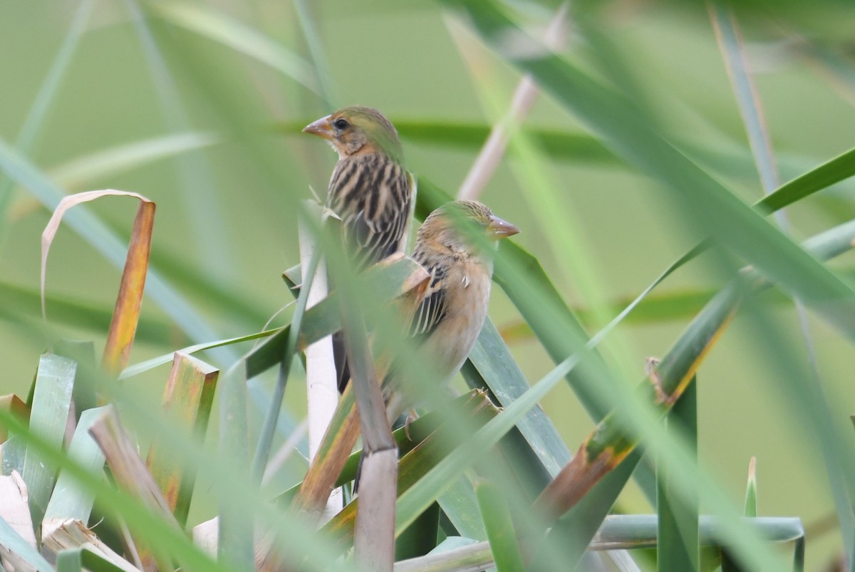 Bayaweber - ML646817051