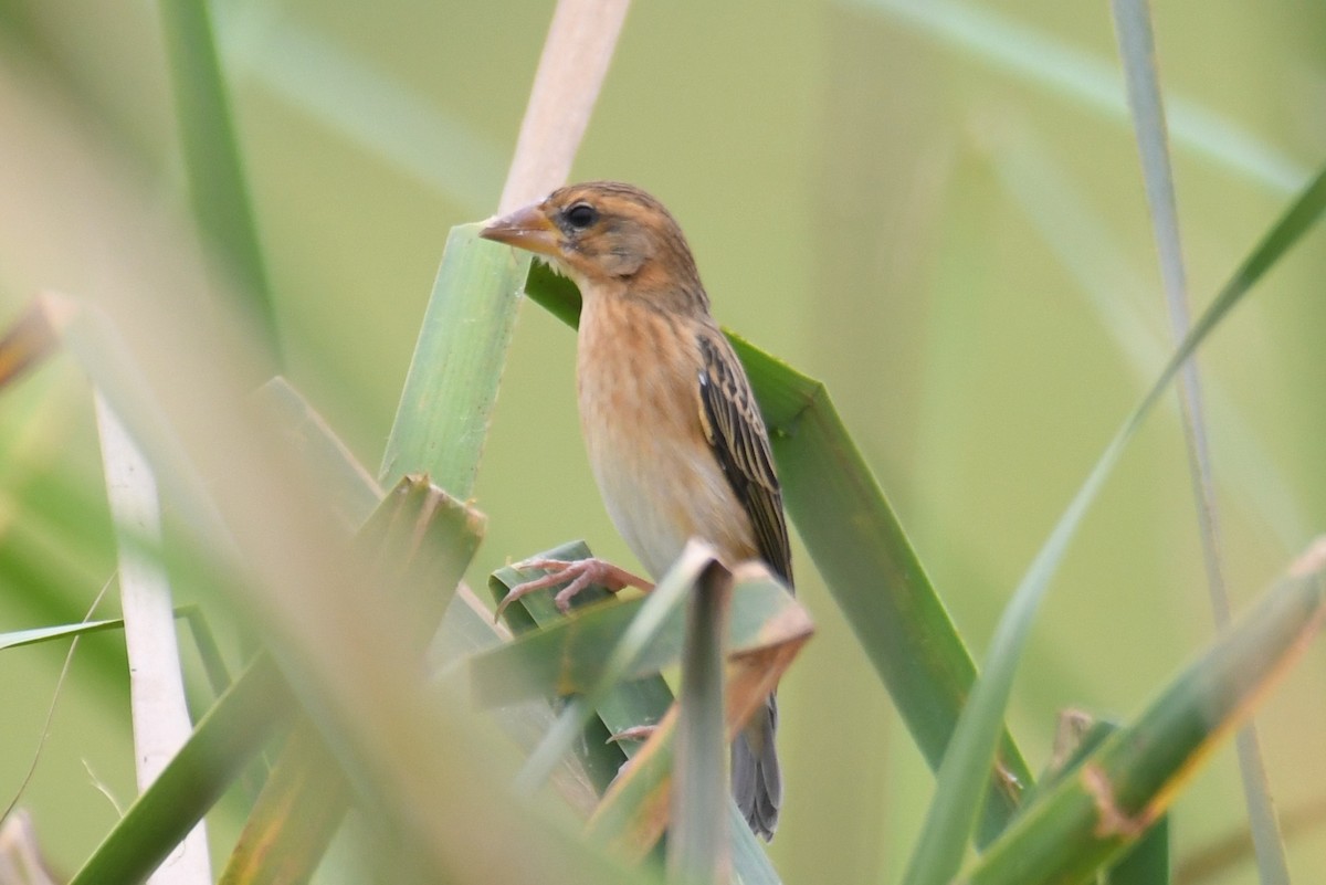 Bayaweber - ML646817052