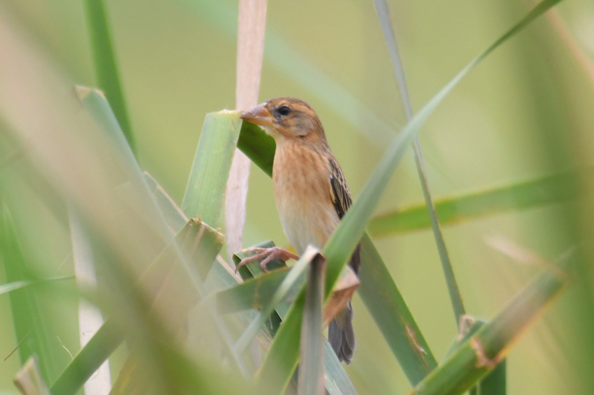 Bayaweber - ML646817053