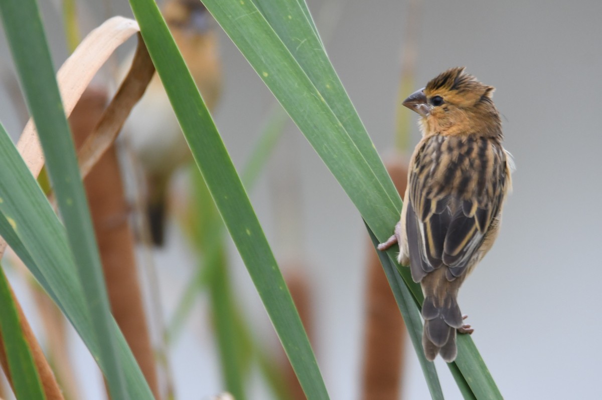 Bayaweber - ML646817054