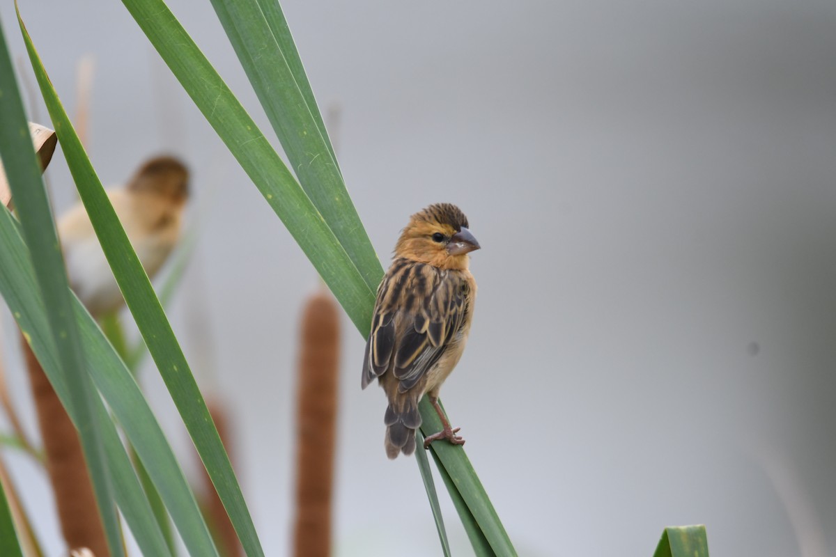 Bayaweber - ML646817055