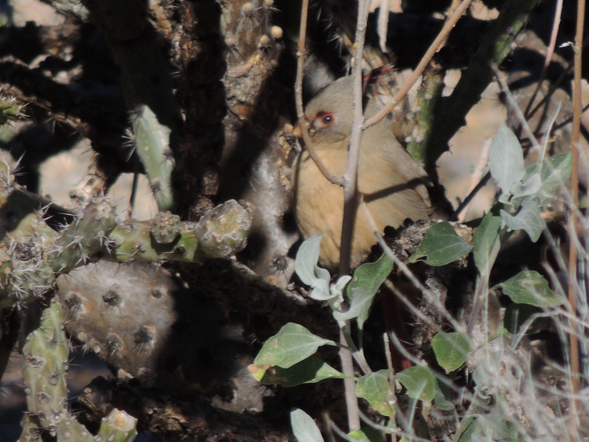 Cardenal Pardo - ML646817056