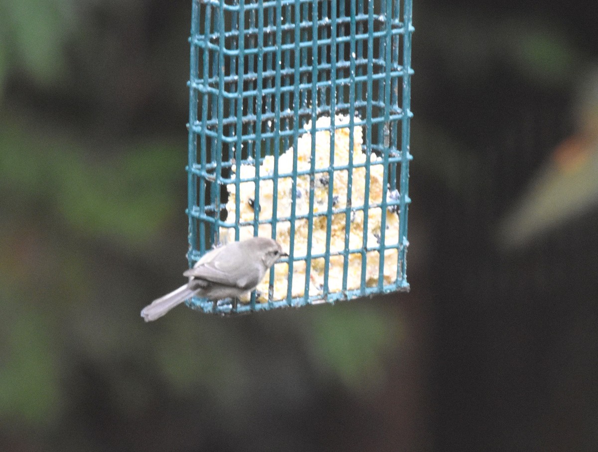 Mito Sastrecillo - ML646817057