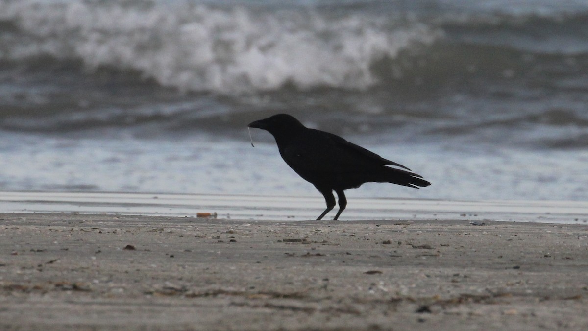 American/Fish Crow - ML646817058