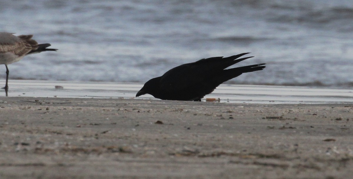 American/Fish Crow - ML646817059