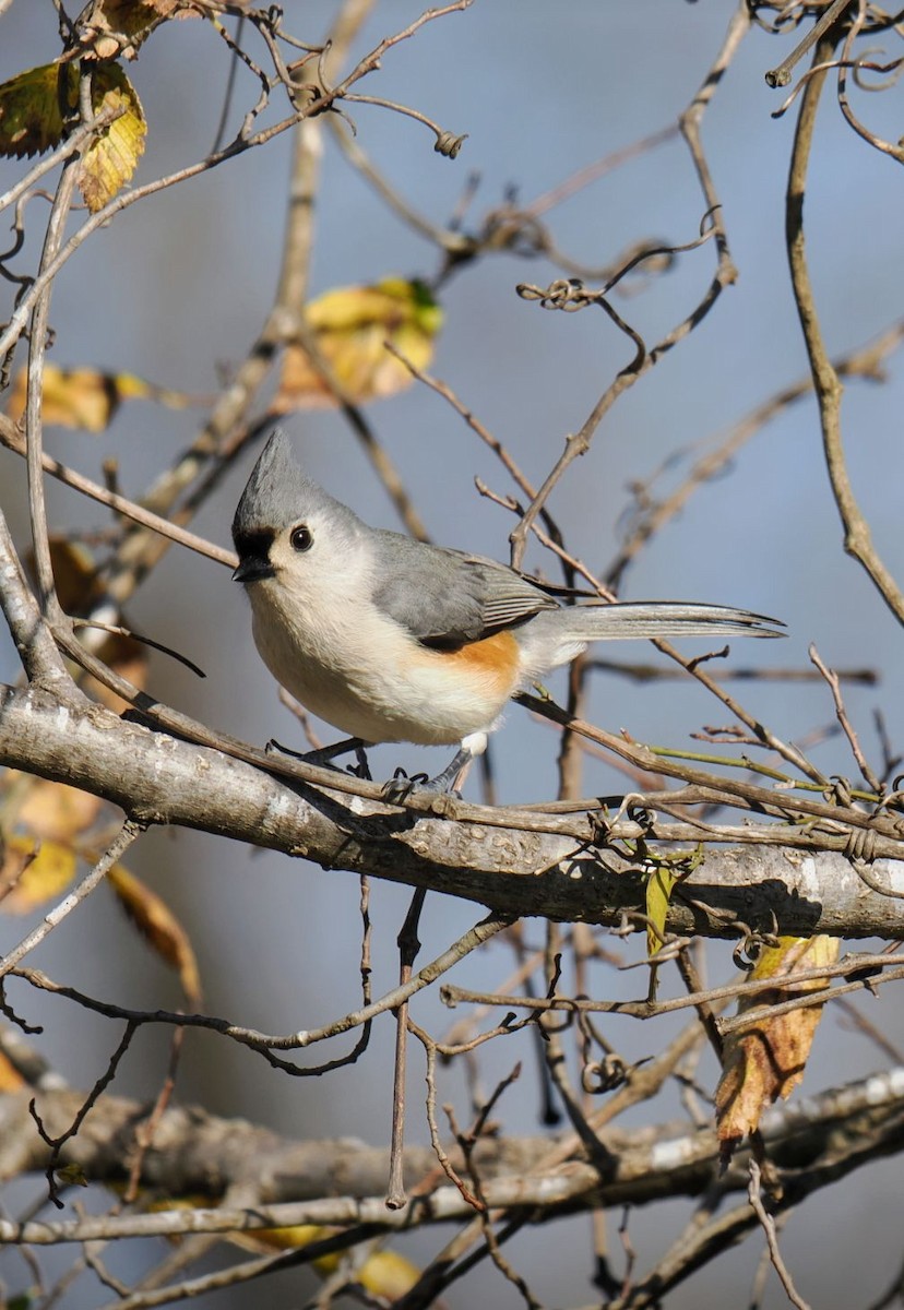 sýkora rezavoboká - ML646817060