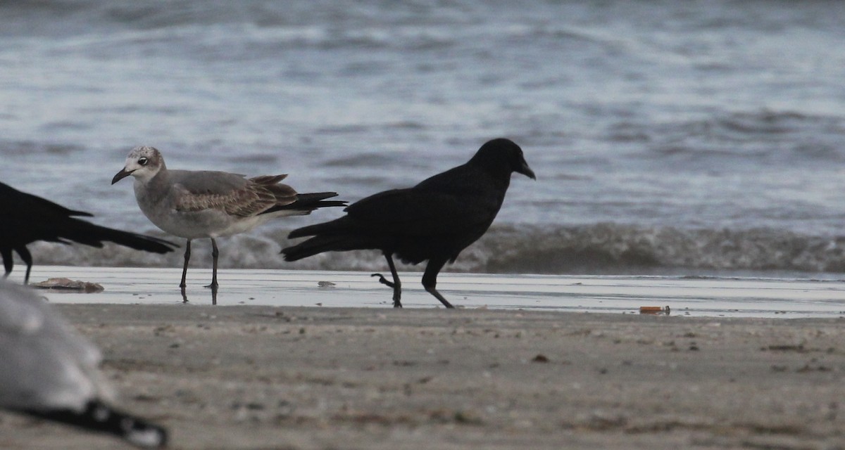 American/Fish Crow - ML646817061