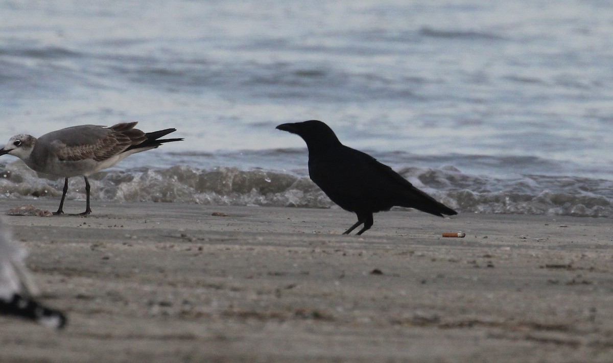 American/Fish Crow - ML646817062