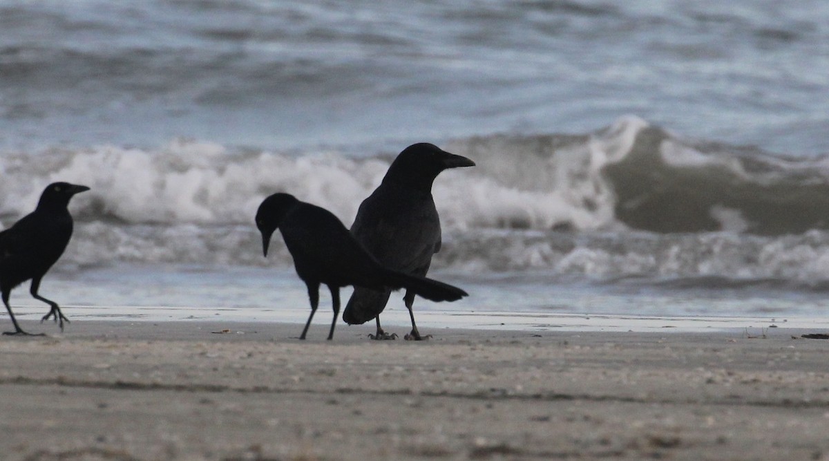 American/Fish Crow - ML646817063