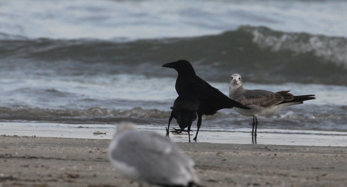 American/Fish Crow - ML646817064