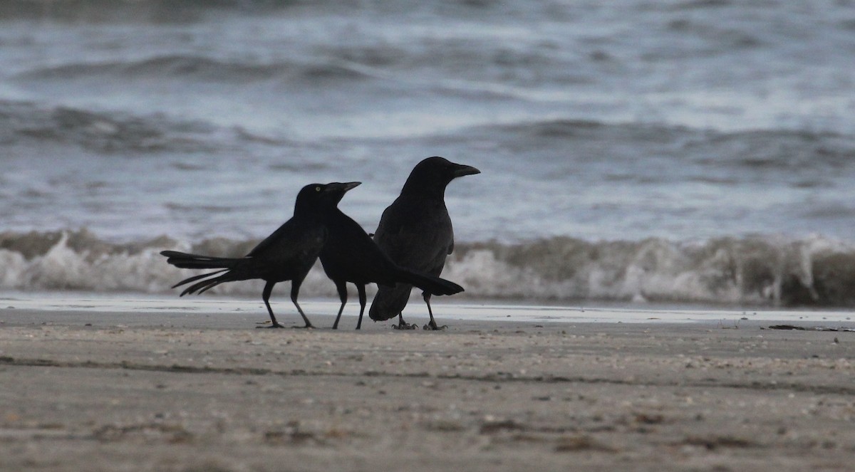 American/Fish Crow - ML646817065