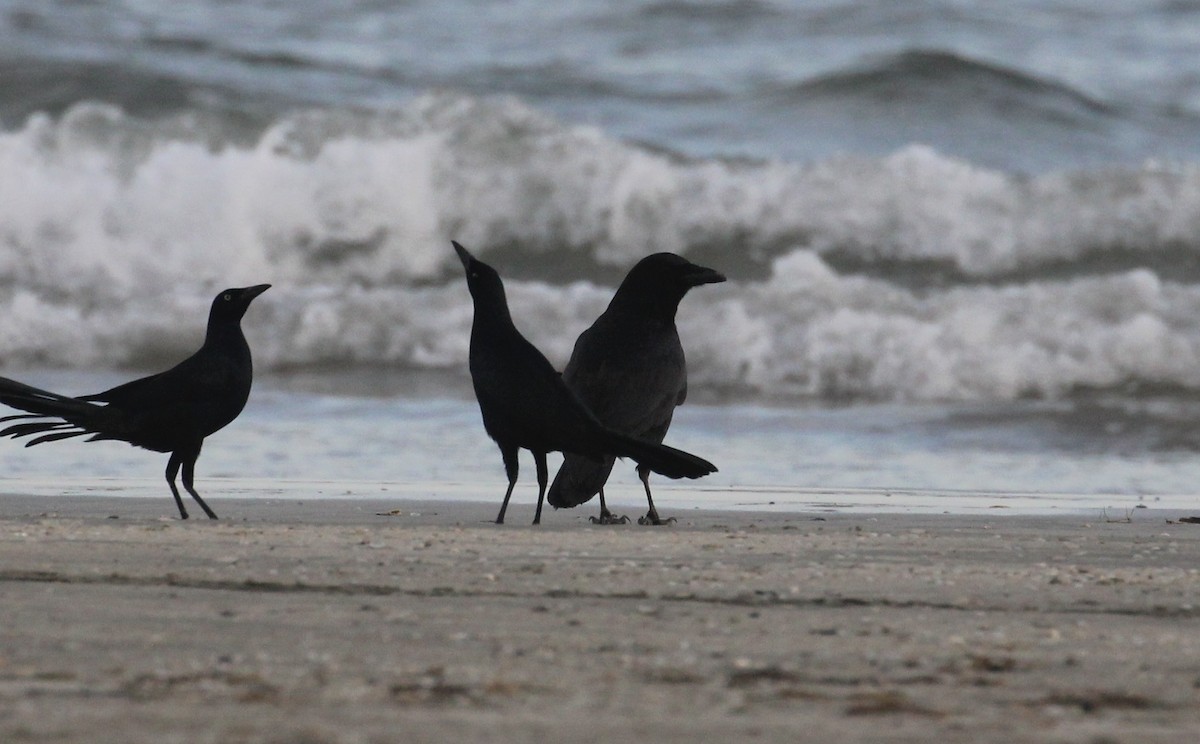 American/Fish Crow - ML646817066