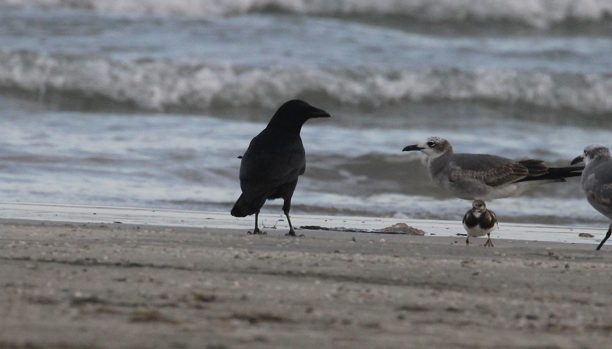 American/Fish Crow - ML646817067