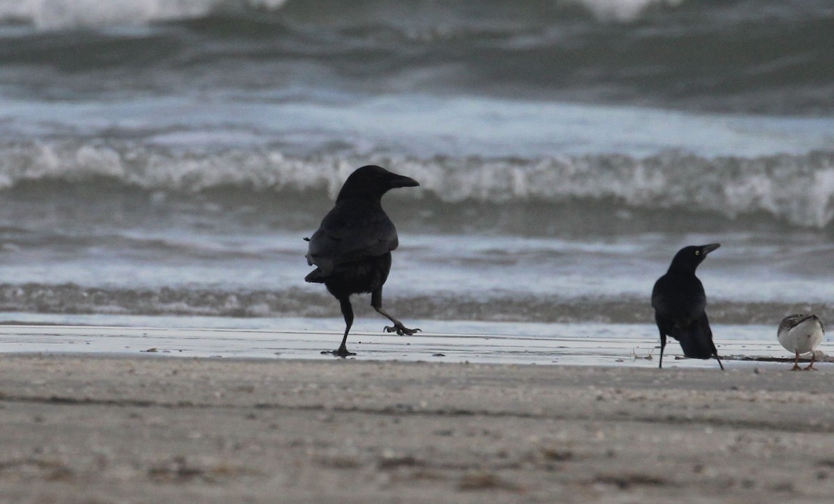 American/Fish Crow - ML646817068