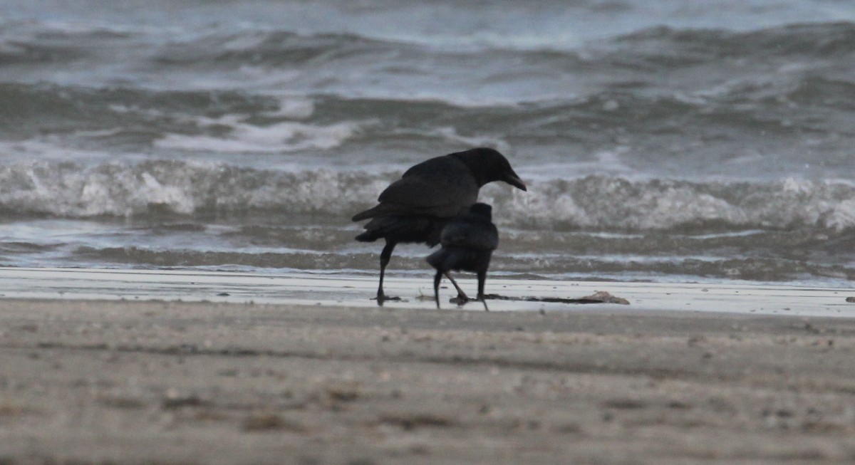 American/Fish Crow - ML646817069