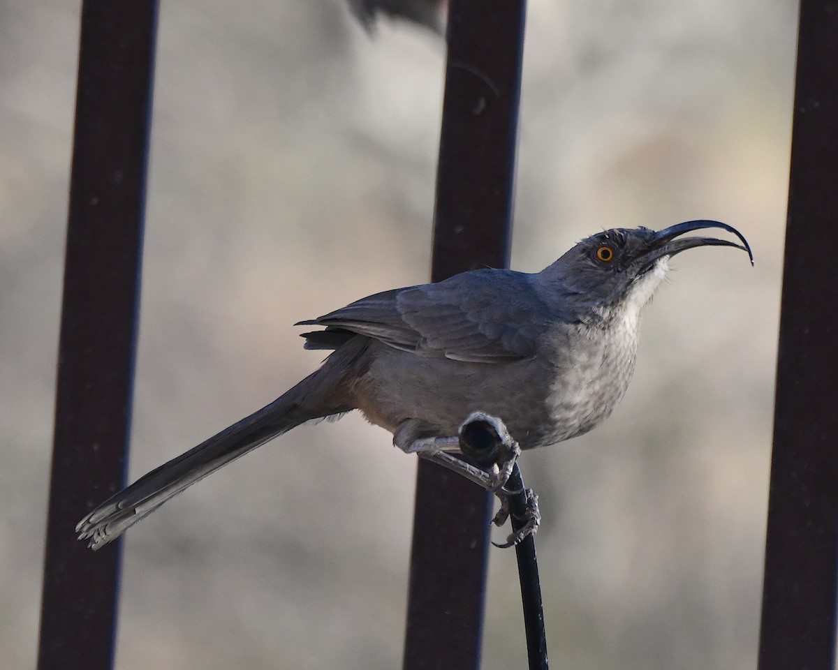 マルハシツグミモドキ - ML646817070