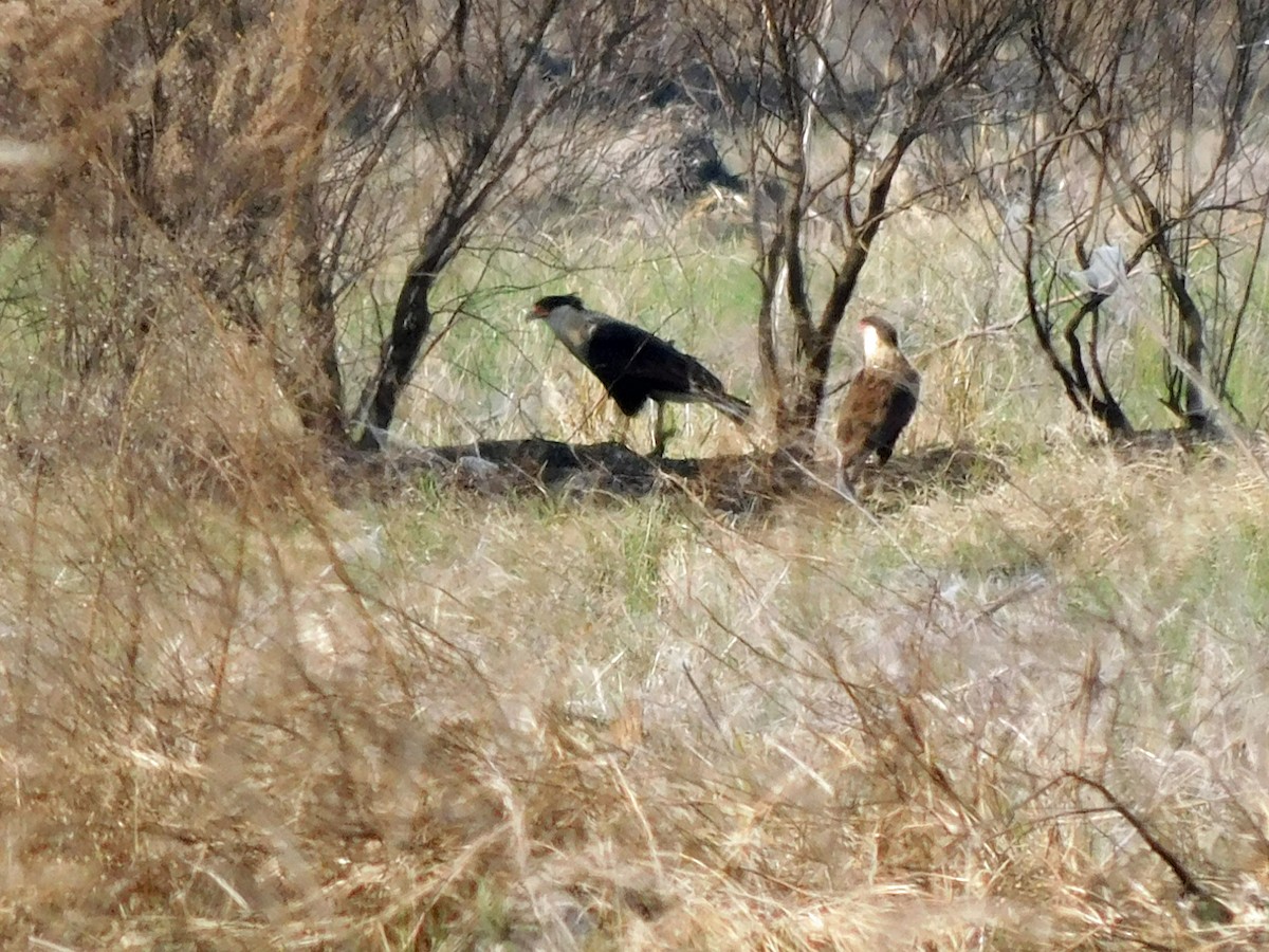 Каракара аргентинська - ML646817071