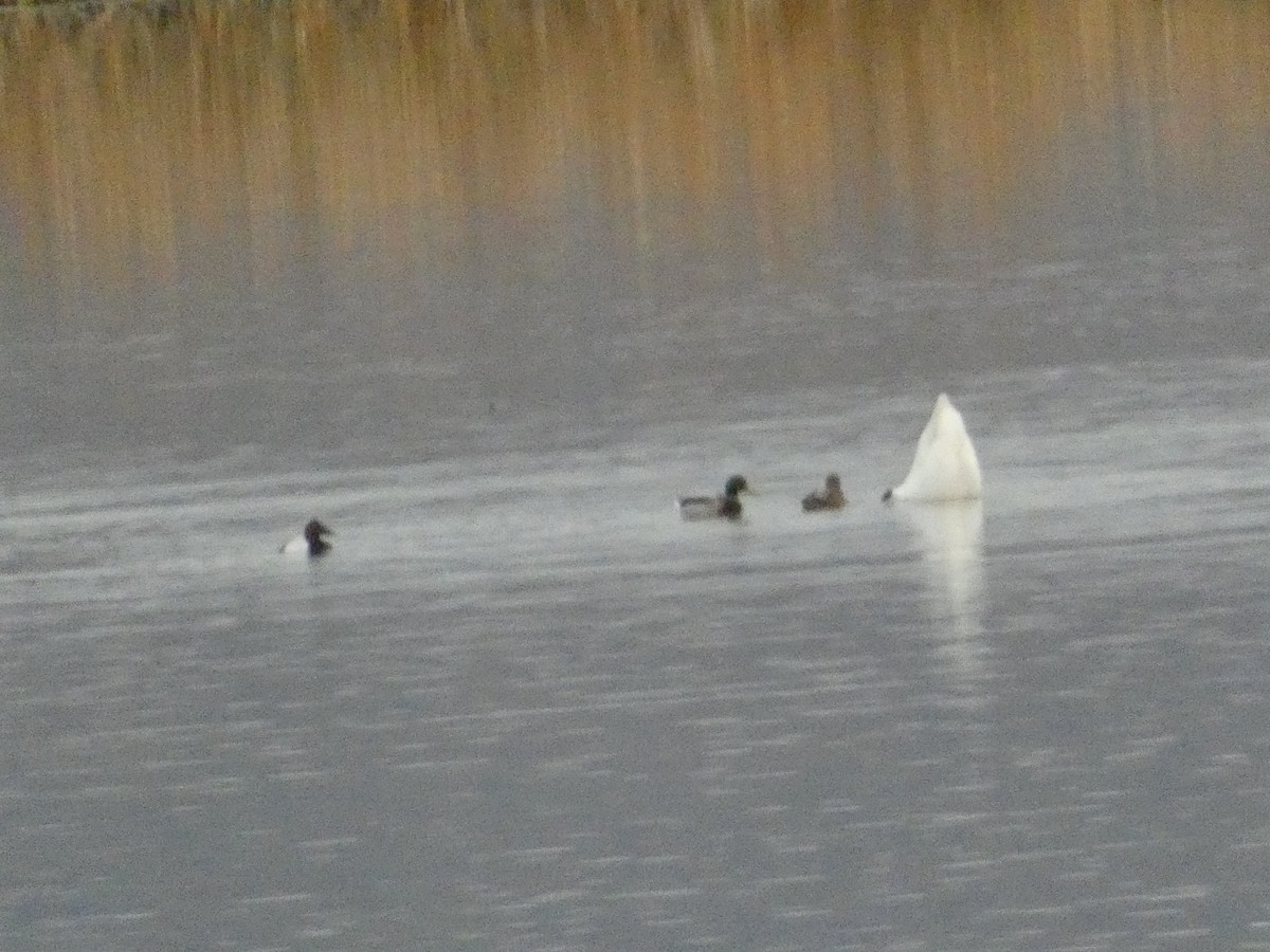 Riesentafelente - ML646817072