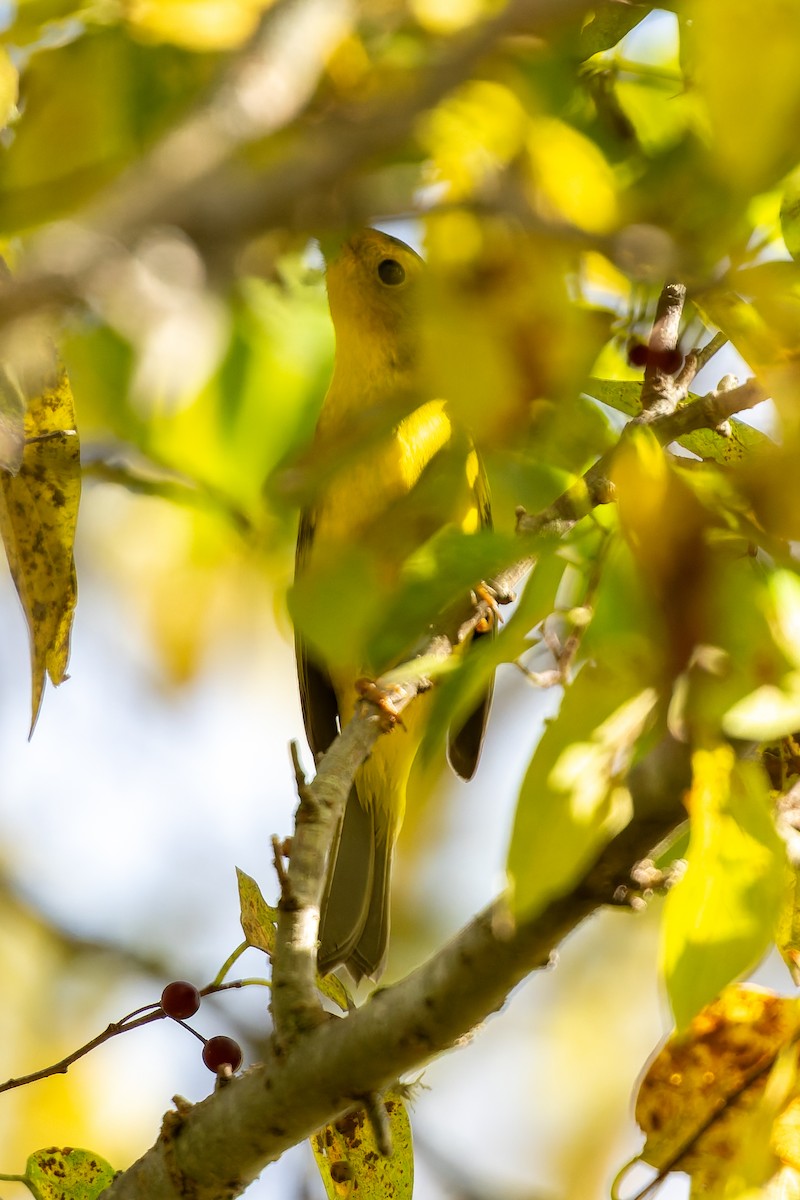 Wilson's Warbler - ML646817073