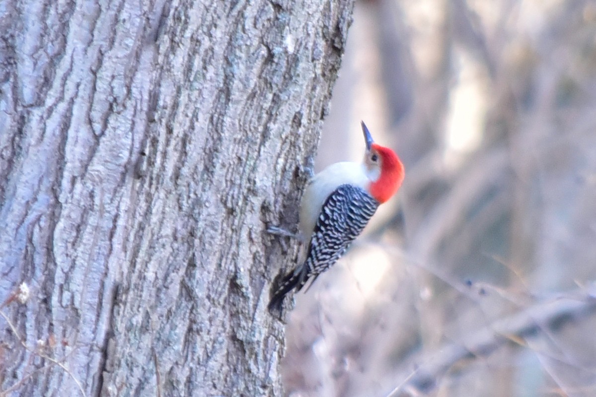 Red-bellied Woodpecker - ML646817074