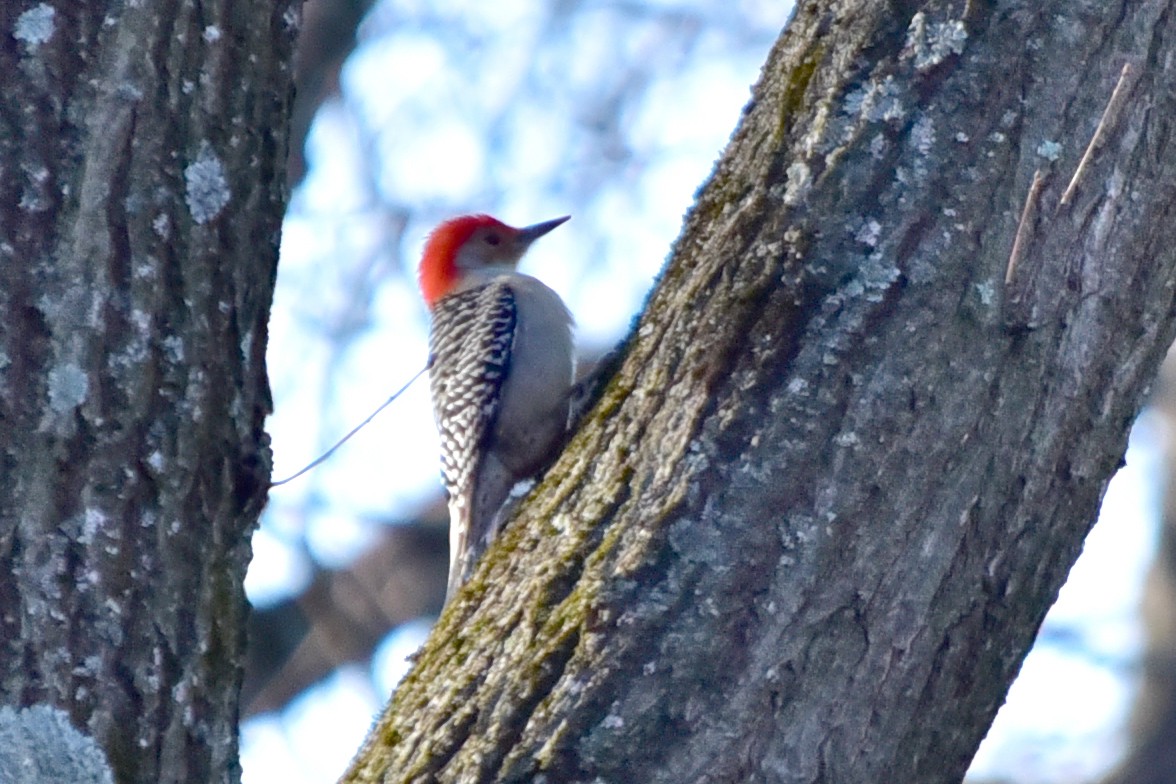 Red-bellied Woodpecker - ML646817075