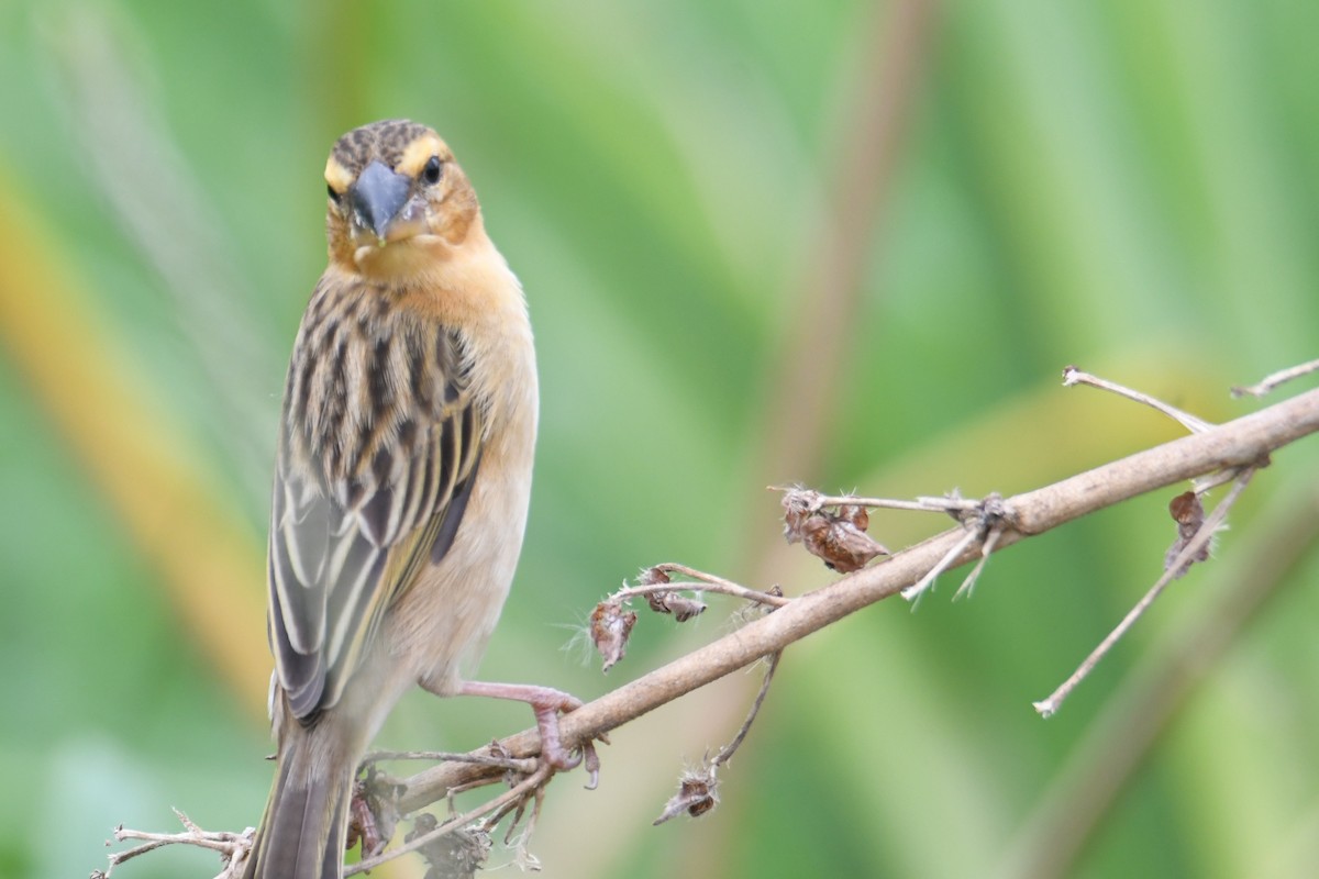 Asian Golden Weaver - ML646817076
