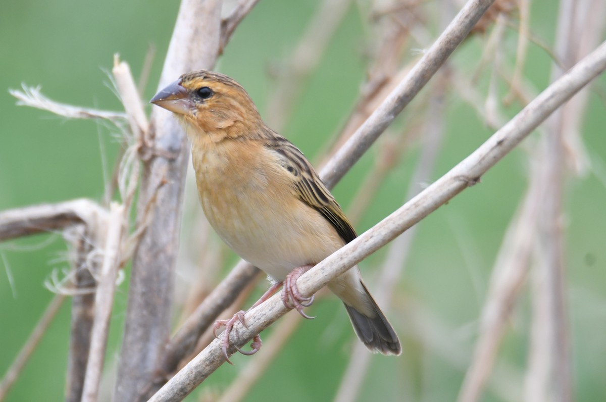 Asian Golden Weaver - ML646817077