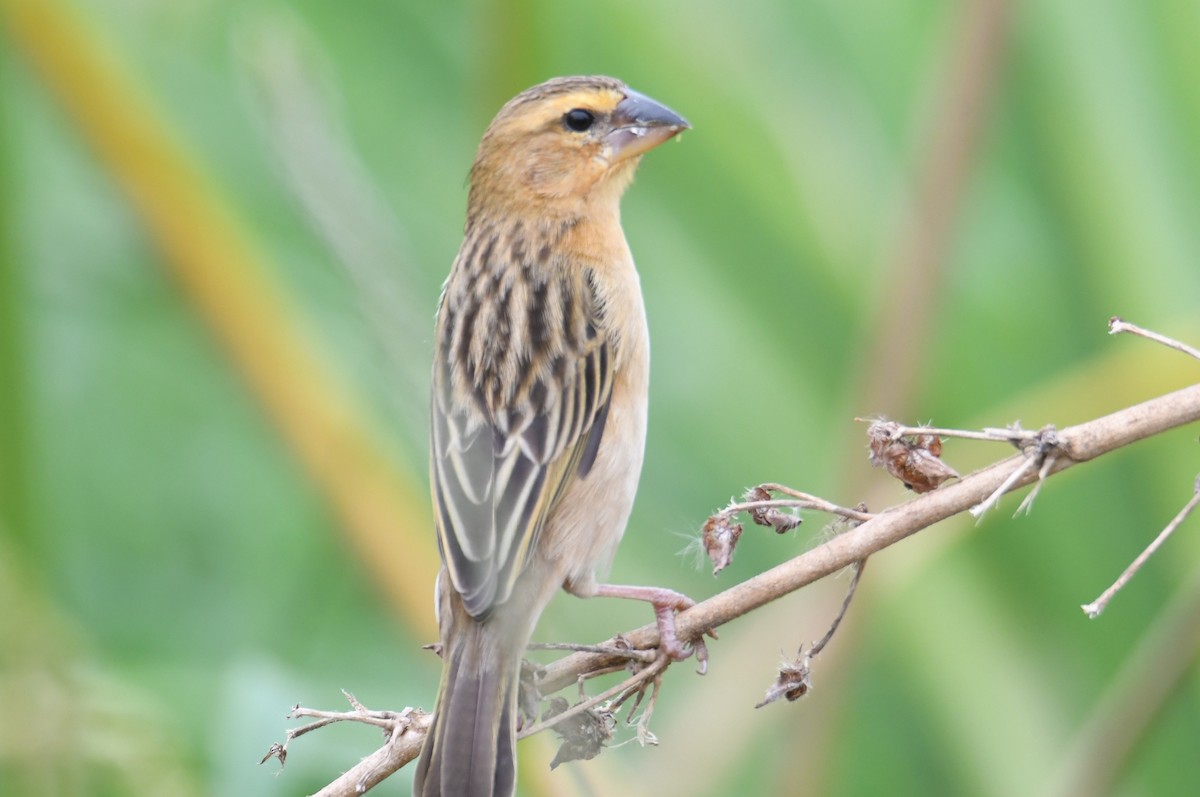 Asian Golden Weaver - ML646817078
