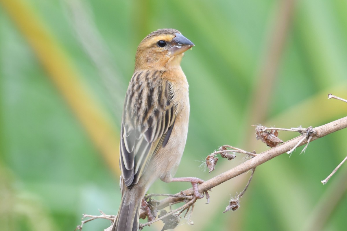 Asian Golden Weaver - ML646817079