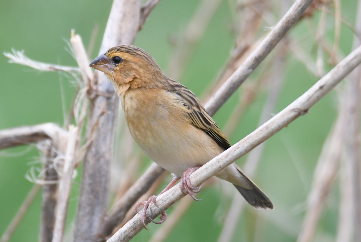 Asian Golden Weaver - ML646817080