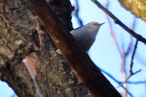 White-breasted Nuthatch - ML646817085