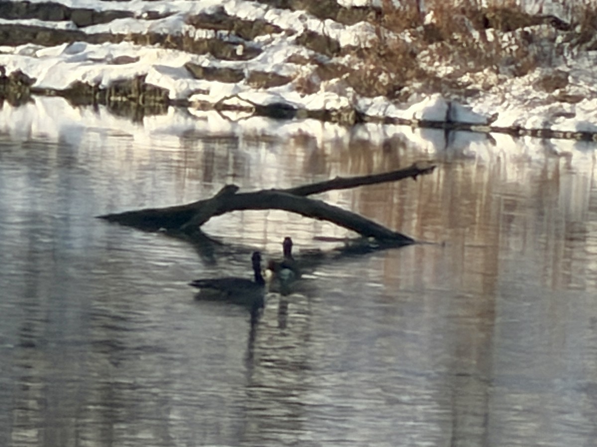 Canada Goose - ML646817090