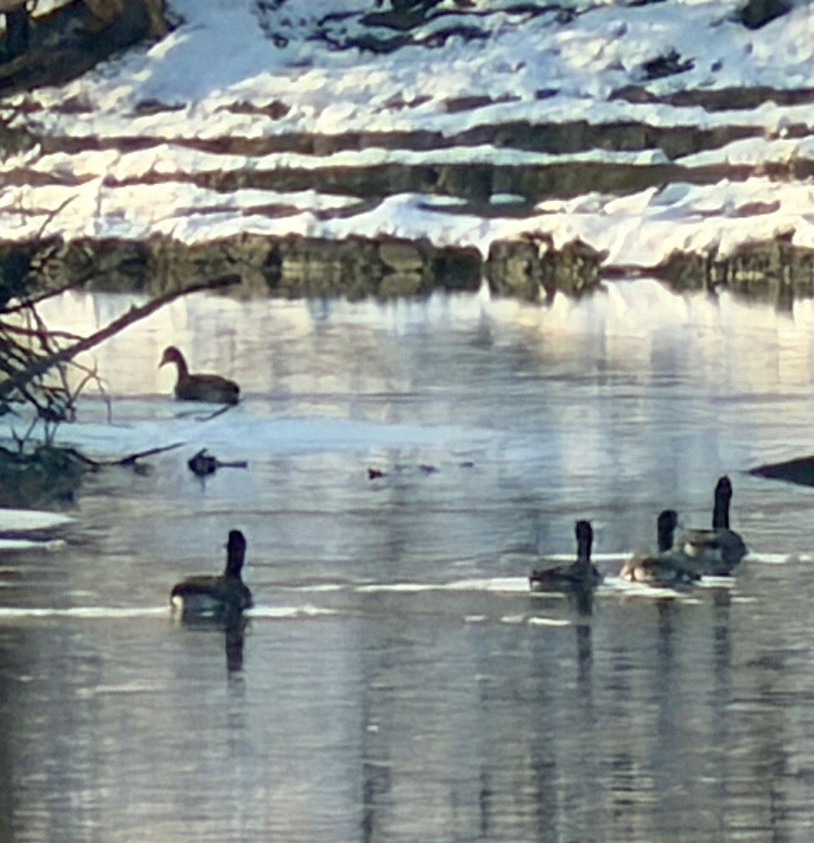 Canada Goose - ML646817091